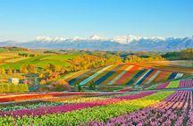 Full-Day Biei, Furano Flower Sea, Ningle Terrace Tour with Lunch