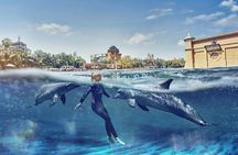 Dolphin Swim at Atlantis Dubai