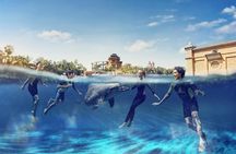 Dolphin Swim at Atlantis Dubai