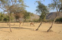 Full-Day Mountain Safari from Salalah