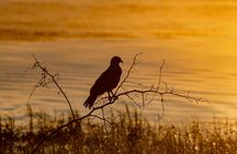 Sunset Central Florida Everglades Airboat Tour with Park Admission