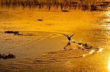 Sunset Central Florida Everglades Airboat Tour with Park Admission
