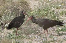 Full-Day Souss-Massa National Park in a 4x4 with Authentic Lunch