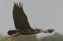 Full-Day Souss-Massa National Park in a 4x4 with Authentic Lunch