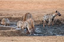 Tsavo East Safari with Overnight Stay at Sentrim Tsavo Camp