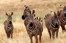 Tsavo East Safari with Overnight Stay at Ashnil Aruba Lodge