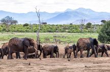 Tsavo East Safari with Overnight Stay at Ashnil Aruba Lodge