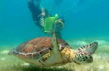Cenotes and Swimming with Turtles Private Tour