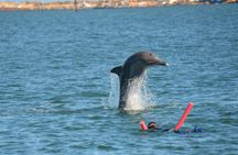 Swim with Wild Dolphins in Bunbury