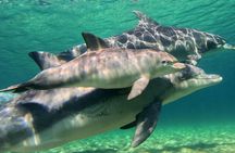 Swim with Wild Dolphins in Bunbury