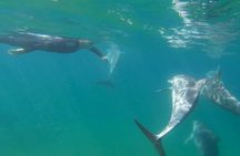 Swim with Wild Dolphins in Bunbury