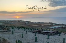 Santorini Private Agro-Educational Visit to an Organic Farm