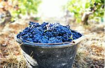 Sancerre Private Wine Day Tour from Paris with Tastings and Lunch