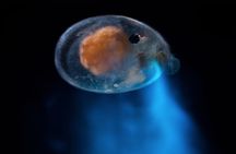 Bioluminescent Night Dive
