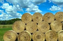 Full-Day Siena and Tuscany Tour from Rome with Lunch and Wine Tasting