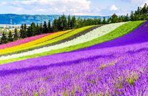 Full-Day Biei, Furano Flower Sea, Ningle Terrace Tour with Lunch