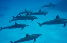 Dolphin House Snorkeling Cruise and Diving for Beginners in Marsa Alam