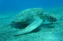 Dolphin House Snorkeling Cruise and Diving for Beginners in Marsa Alam