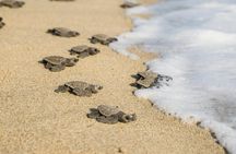6-Hours Tortuguero Camp and Las Negras Bioluminescence Tour