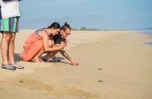 6-Hours Tortuguero Camp and Las Negras Bioluminescence Tour
