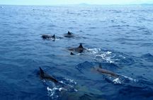 Early Morning Boat Tour in Huatulco with Marine Life Sightings