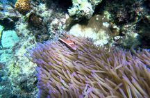 Phu Quoc 3 islands speedboat tour with lunch