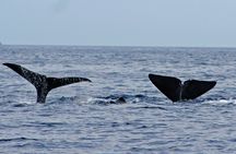 Whale and Dolphin Watching Boat Tour in Pico Island