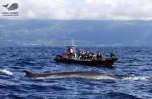 Whale and Dolphin Watching Boat Tour in Pico Island