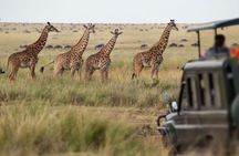 Aquila Private Game Reserve Safari Experience from Cape Town