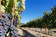 E-Bike Cape Winelands Full Day Tour from Cape Town