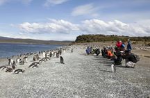 Walk with Penguins in Ushuaia