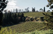 Wine Experience through Chianti Hills from Florence