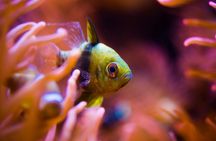 Southern Phu Quoc scuba diving experience