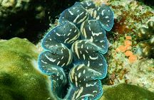 Southern Phu Quoc scuba diving experience