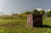 Wine Tasting Tour in Prosecco Hills in Veneto