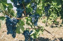 Small-Group Sicilian Wine Tasting in Syracuse