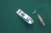 Whale Watching Tour in Gansbaai with Expert Guides
