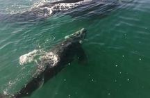 Whale Watching Tour in Gansbaai with Expert Guides