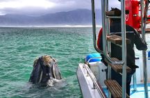 Whale Watching Tour in Gansbaai with Expert Guides