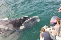 Whale Watching Tour in Gansbaai with Expert Guides