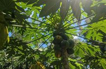 Private Guided Tour of Darwin's Tropical Gardens and City Highlights