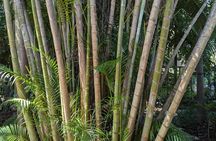 Private Guided Tour of Darwin's Tropical Gardens and City Highlights