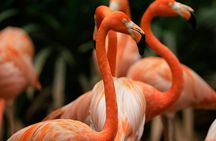 Entrance tickets to Bird Paradise
