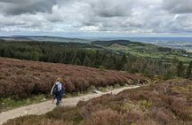 Dublin tall tales and treetop trails full-day tour