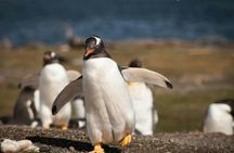 Walk with Penguins in Ushuaia