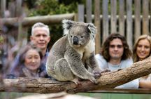 Phillip Island wildlife and Brighton Beach Boxes bus tour
