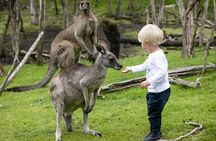 Phillip Island wildlife and Brighton Beach Boxes bus tour