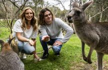 Phillip Island wildlife and Brighton Beach Boxes bus tour
