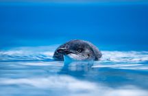 Phillip Island Wildlife and Brighton Beach Boxes private car tour