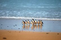 Phillip Island Wildlife and Brighton Beach Boxes private car tour